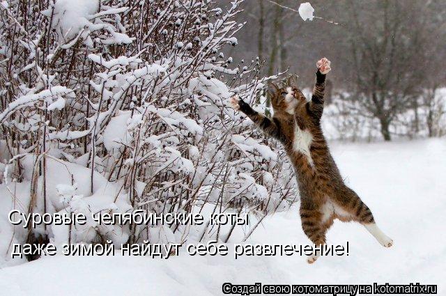 Суровые челябинские коты даже зимой найдут себе развлечение!... Котоматрица: Суровые челябинские коты даже зимой найдут себе развлечение!