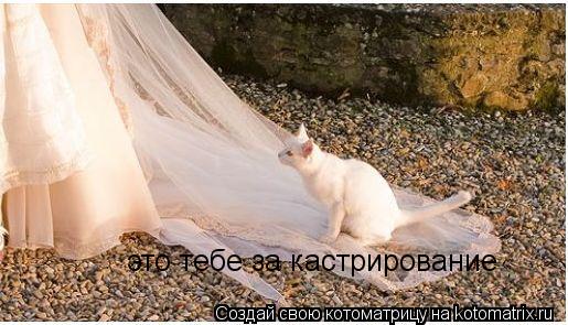 это тебе за кастрирование... Котоматрица: это тебе за кастрирование