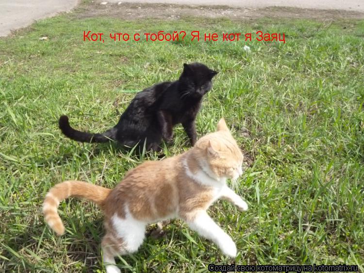Кот, что с тобой? Я не кот я Заяц... Котоматрица: Кот, что с тобой? Я не кот я Заяц