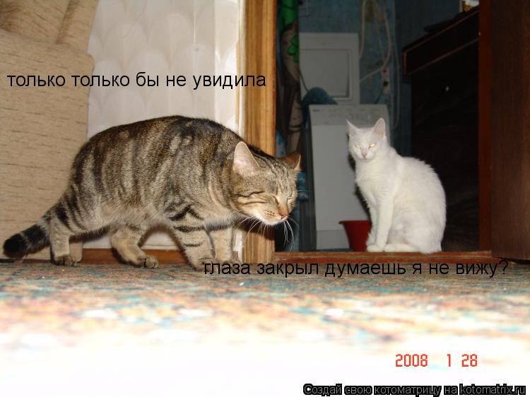 только только бы не увидила глаза закрыл думаешь я не вижу?... Котоматрица: только только бы не увидила глаза закрыл думаешь я не вижу?