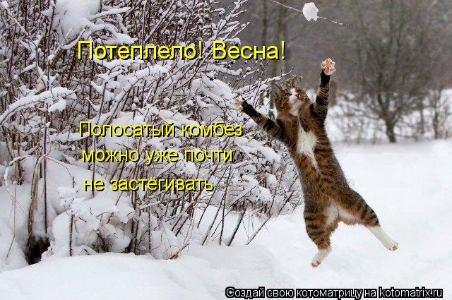 Котоматрица: Потеплело! Весна! Полосатый комбез можно уже почти не застёгивать