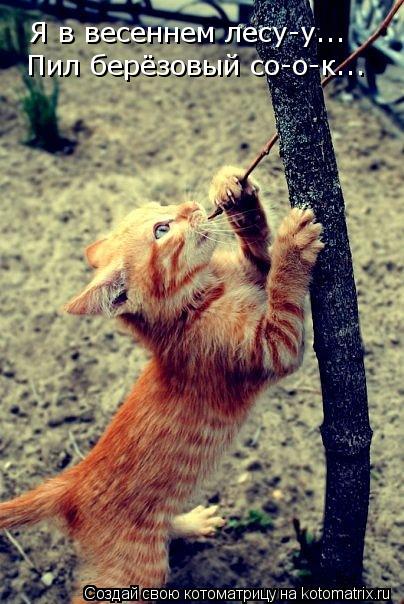 Я в весеннем лесу-у... Пил берёзовый со-о-к...... Котоматрица: Я в весеннем лесу-у... Пил берёзовый со-о-к...
