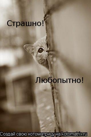 Страшно! Любопытно!... Котоматрица: Страшно! Любопытно!