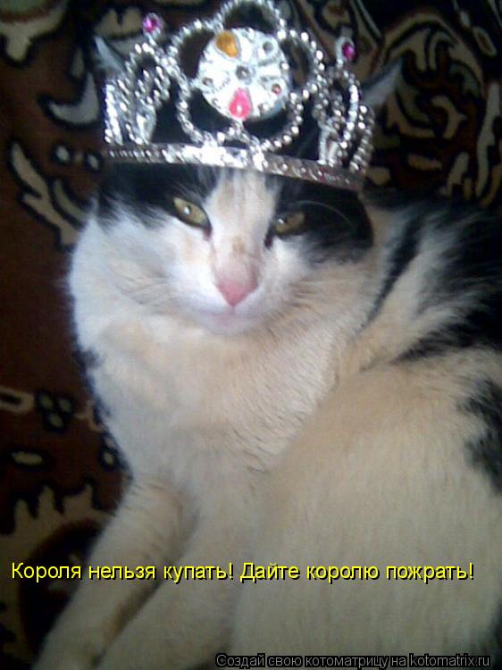 Короля нельзя купать! Дайте королю пожрать!... Котоматрица: Короля нельзя купать! Дайте королю пожрать!