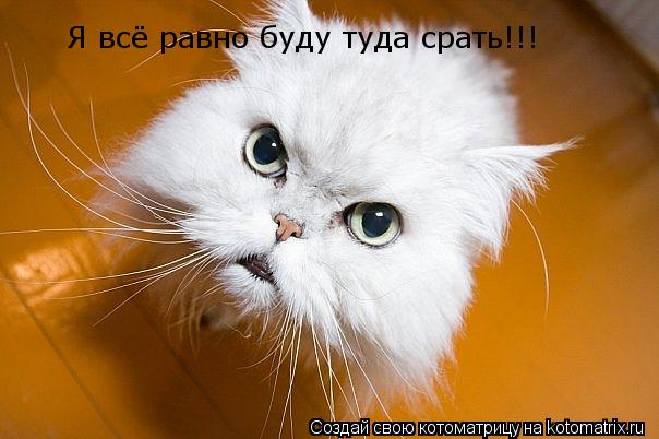 Я всё равно буду туда срать!!!... Котоматрица: Я всё равно буду туда срать!!!
