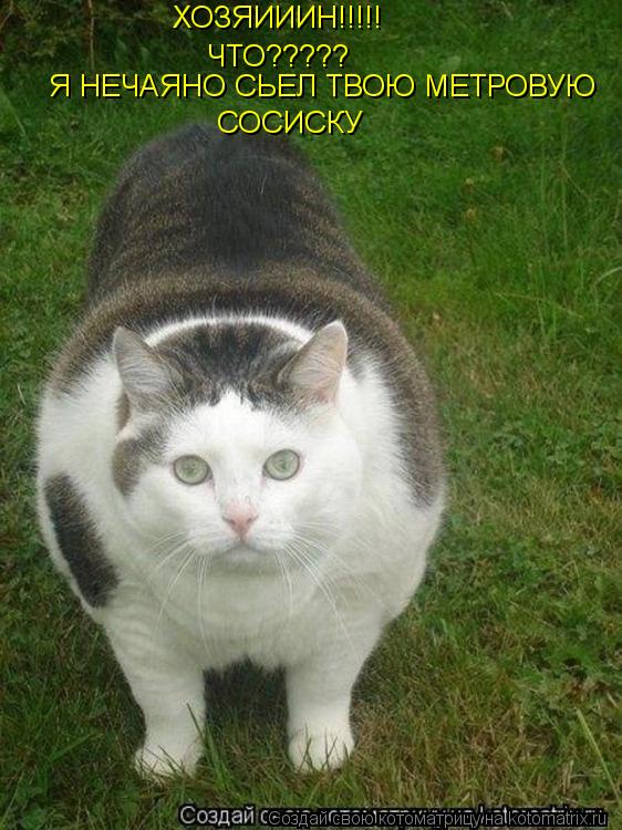 ХОЗЯИИИН!!!!! ЧТО????? СОСИСКУ Я НЕЧАЯНО СЬЕЛ ТВОЮ МЕТРОВУЮ... Котоматрица: ХОЗЯИИИН!!!!! ЧТО????? СОСИСКУ Я НЕЧАЯНО СЬЕЛ ТВОЮ МЕТРОВУЮ