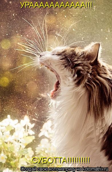 УРААААААААААА!!! СУБОТТА!!!!!!!!!!... Котоматрица: УРААААААААААА!!! СУБОТТА!!!!!!!!!!