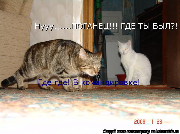 Котоматрица: Нууу......ПОГАНЕЦ!!! ГДЕ ТЫ БЫЛ?! Где где! В командировке!