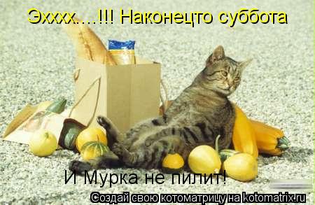 Котоматрица: Эхххх....!!! Наконецто суббота И Мурка не пилит!