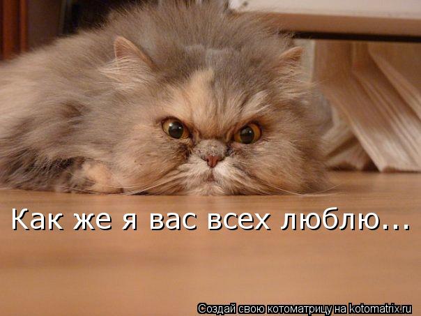Котоматрица: Как же я вас всех люблю...