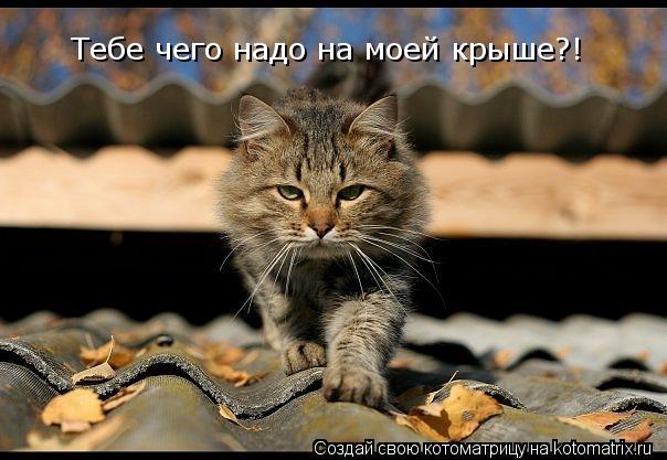 Тебе чего надо на моей крыше?!... Котоматрица: Тебе чего надо на моей крыше?!