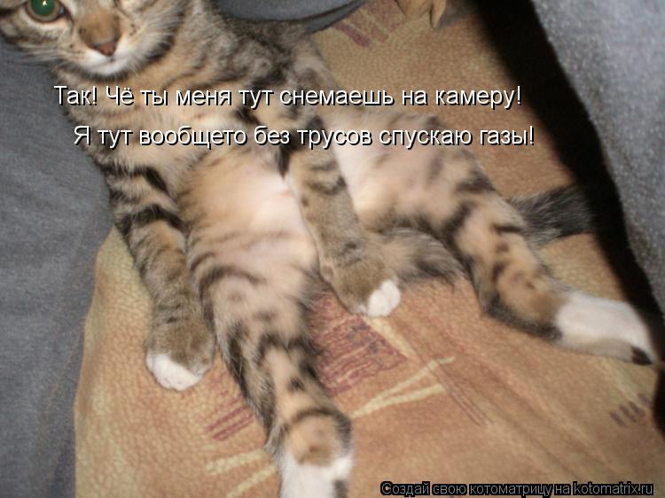 Так! Чё ты меня тут снемаешь на камеру! Я тут вообщето без трусов спускаю газы!... Котоматрица: Так! Чё ты меня тут снемаешь на камеру! Я тут вообщето без трусов спускаю газы!