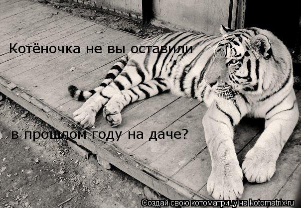 Котёночка не вы оставили в прошлом году на даче?... Котоматрица: Котёночка не вы оставили в прошлом году на даче?