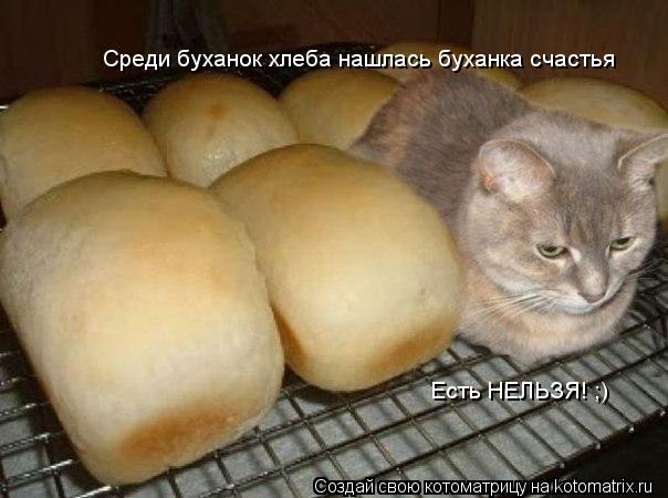 Среди буханок хлеба нашлась буханка счастья Есть НЕЛЬЗЯ! ;)... Котоматрица: Среди буханок хлеба нашлась буханка счастья Есть НЕЛЬЗЯ! ;)