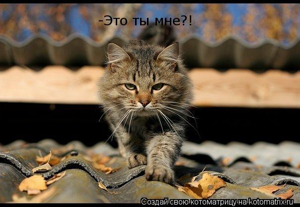 -Это ты мне?!... Котоматрица: -Это ты мне?!