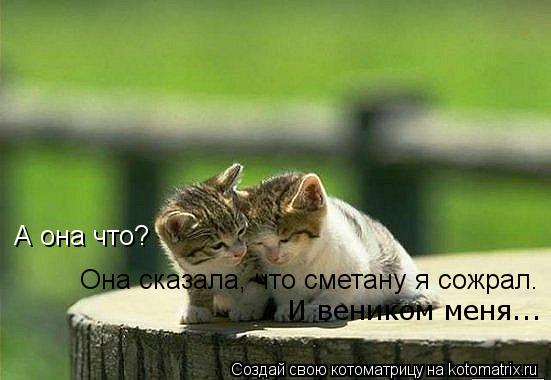 Котоматрица: А она что? Она сказала, что сметану я сожрал. И веником меня...