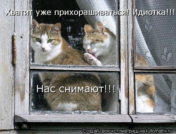 Хватит уже прихорашиваться! Идиотка!!! Нас снимают!!!... Котоматрица: Хватит уже прихорашиваться! Идиотка!!! Нас снимают!!!