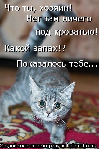 Что ты, хозяин! Нет там ничего под кроватью! Какой запах!? Показалось тебе...... Котоматрица: Что ты, хозяин! Нет там ничего под кроватью! Какой запах!? Показалось тебе...