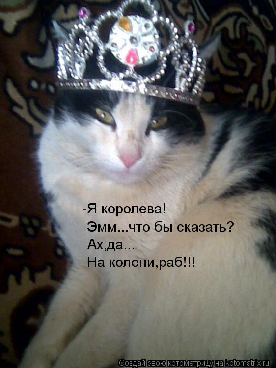 -Я королева! Эмм...что бы сказать? Ах,да... На колени,раб!!!... Котоматрица: -Я королева! Эмм...что бы сказать? Ах,да... На колени,раб!!!