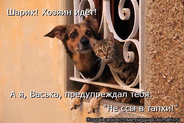 Шарик! Хозяин идёт! А я, Васька, предупреждал тебя: "Не ссы в тапки!"... Котоматрица: Шарик! Хозяин идёт! А я, Васька, предупреждал тебя: "Не ссы в тапки!"