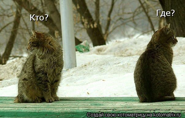 Кто? Где?... Котоматрица: Кто? Где?