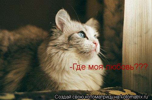 -Где моя любовь???... Котоматрица: -Где моя любовь???