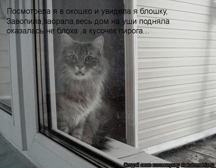 Котоматрица: Посмотрела я в окошко и увидела я блошку, Завопила,заорала,весь дом на уши подняла оказалась не блоха ,а кусочек пирога...