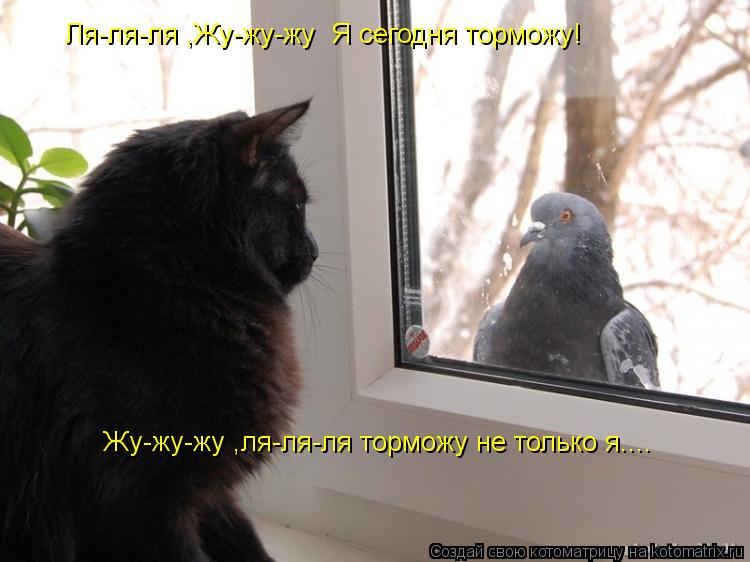 Котоматрица: Ля-ля-ля ,Жу-жу-жу  Я сегодня торможу! Жу-жу-жу ,ля-ля-ля торможу не только я....