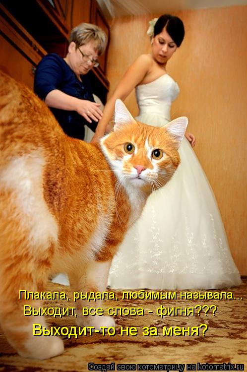 Котоматрица: Плакала, рыдала, любимым называла... Выходит, все слова - фигня??? Выходит-то не за меня?