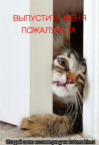 Котоматрица: ВЫПУСТИТЕ МЕНЯ ПОЖАЛУЙСТА
