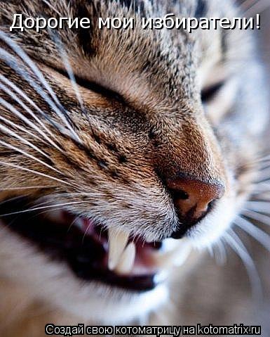 Котоматрица: Дорогие мои избиратели!