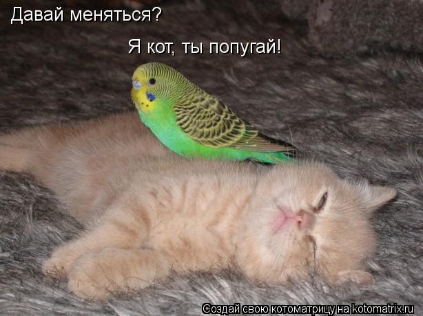 Котоматрица: Давай меняться? Я кот, ты попугай!