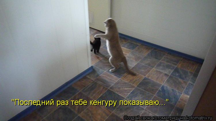 Котоматрица: "Последний раз тебе кенгуру показываю..."
