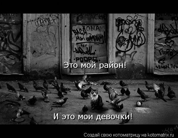 Котоматрица: И это мои девочки! Это мой район!