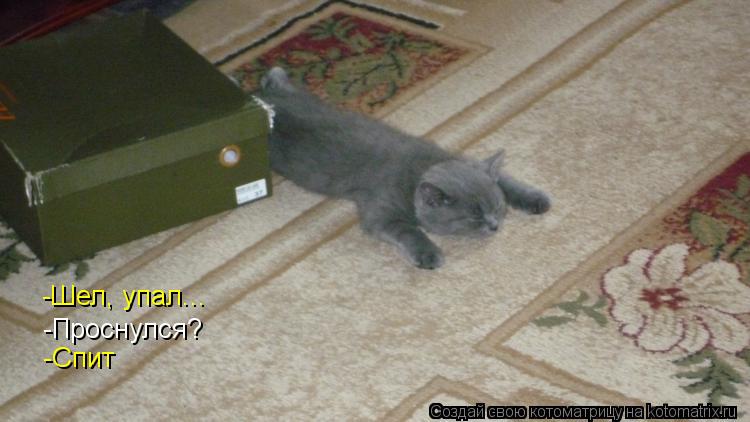 Котоматрица: -Шел, упал... -Проснулся? -Спит