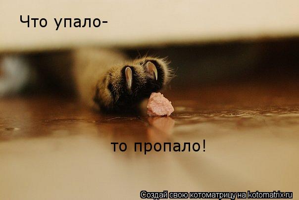 Котоматрица: Что упало- то пропало!