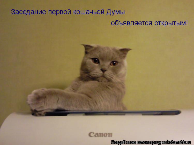 Заседание первой кошачьей Думы объявляется открытым!... Котоматрица: Заседание первой кошачьей Думы объявляется открытым!