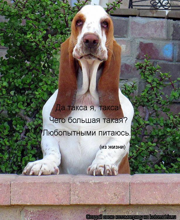Да такса я, такса! Чего большая такая? Любопытными питаюсь... (из жизни)... Котоматрица: Да такса я, такса! Чего большая такая? Любопытными питаюсь... (из жизни)