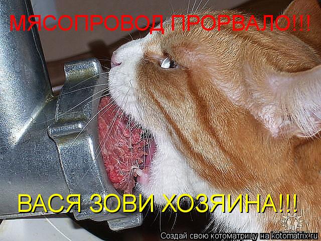 ВАСЯ ЗОВИ ХОЗЯИНА!!! МЯСОПРОВОД ПРОРВАЛО!!!... Котоматрица: ВАСЯ ЗОВИ ХОЗЯИНА!!! МЯСОПРОВОД ПРОРВАЛО!!!