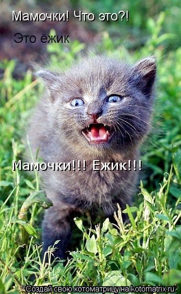 Мамочки! Что это?! Это ёжик Мамочки!!! Ежик!!!... Котоматрица: Мамочки! Что это?! Это ёжик Мамочки!!! Ежик!!!