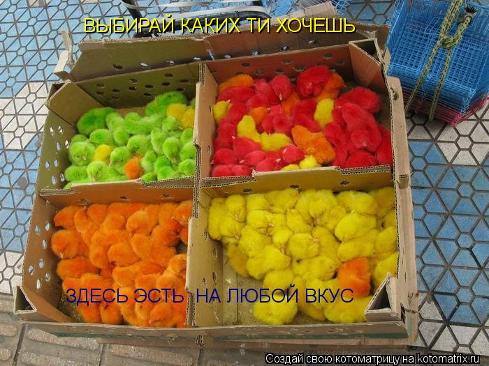 ВЫБИРАЙ КАКИХ ТИ ХОЧЕШЬ ЗДЕСЬ ЭСТЬ НА ЛЮБОЙ ВКУС... Котоматрица: ВЫБИРАЙ КАКИХ ТИ ХОЧЕШЬ ЗДЕСЬ ЭСТЬ НА ЛЮБОЙ ВКУС