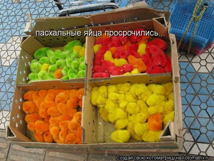 пасхальные яйца просрочились...... Котоматрица: пасхальные яйца просрочились...