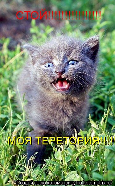 СТОЙ!!!!!!!!!!!!!!!! МОЯ ТЕРЕТОРИЯ!!!!!... Котоматрица: СТОЙ!!!!!!!!!!!!!!!! МОЯ ТЕРЕТОРИЯ!!!!!