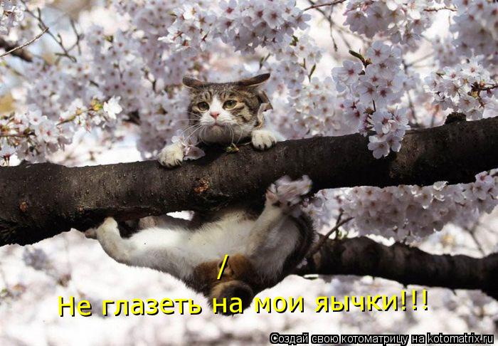 / Не глазеть на мои яычки!!!... Котоматрица: / Не глазеть на мои яычки!!!