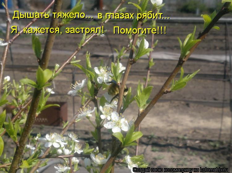 Дышать тяжело... в глазах рябит... Я, кажется, застрял! Помогите!!!... Котоматрица: Дышать тяжело... в глазах рябит... Я, кажется, застрял! Помогите!!!
