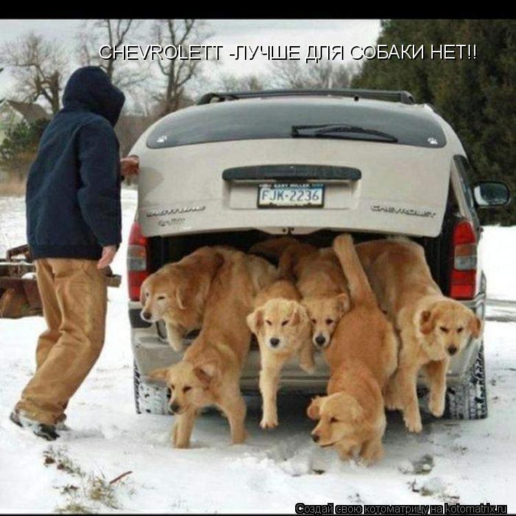 CHEVROLETT -ЛУЧШЕ ДЛЯ СОБАКИ НЕТ!!... Котоматрица: CHEVROLETT -ЛУЧШЕ ДЛЯ СОБАКИ НЕТ!!