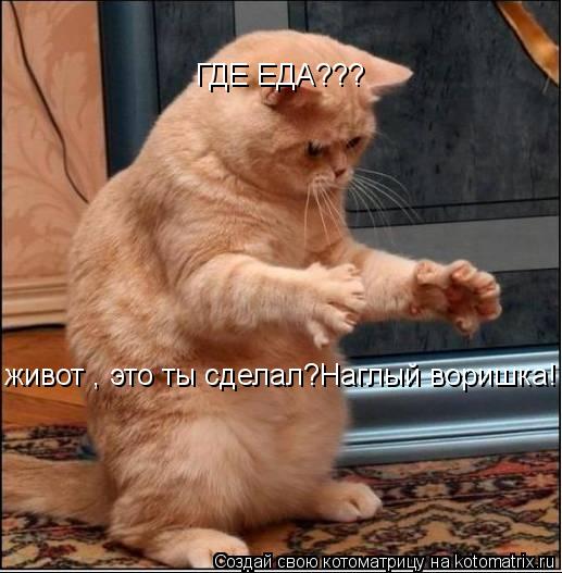ГДЕ ЕДА??? живот , это ты сделал?Наглый воришка!... Котоматрица: ГДЕ ЕДА??? живот , это ты сделал?Наглый воришка!