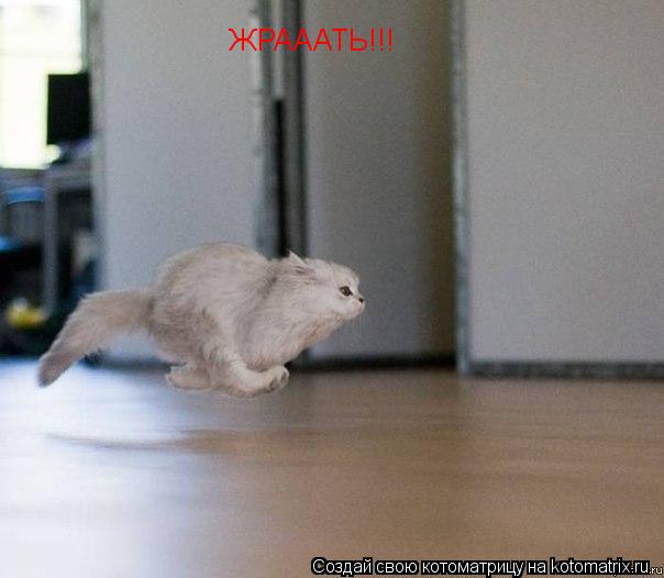 ЖРАААТЬ!!!... Котоматрица: ЖРАААТЬ!!!