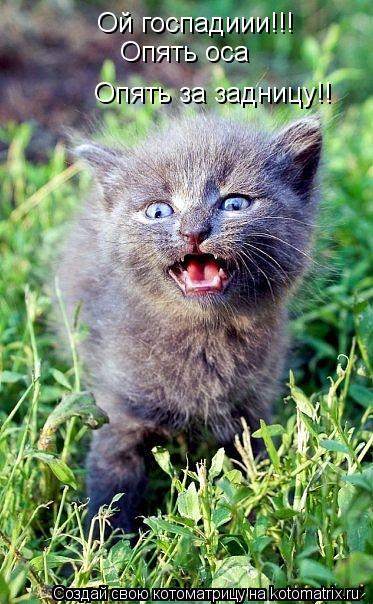 Ой госпадиии!!! Опять оса Опять за задницу!!... Котоматрица: Ой госпадиии!!! Опять оса Опять за задницу!!