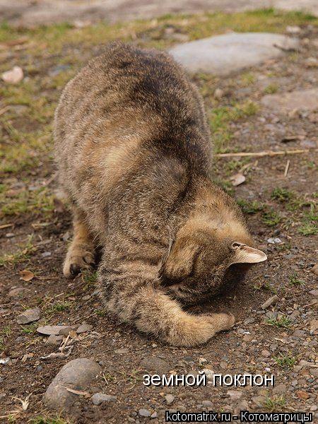 земной поклон... Котоматрица: земной поклон
